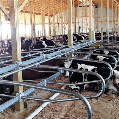 Benefícios Econômicos dos Estábulos Livres de Vacas: Melhorando o Desempenho ...